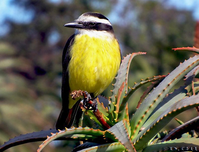 BENTEVEO COMÚN (Pitangus sulphuratus)  - Lago de rambla del Parque Rodo-MONTEVIDEO (Agosto 2009)